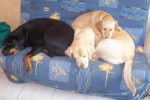 labrador-rott : orsne, chynook et rafale - Labrador Retriever