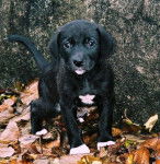 croise labrador slim - Labrador Retriever