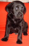 Labrador, Lou - Labrador Retriever
