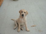 LABRADOR - CHUNKY - Labrador Retriever