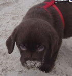 labrador, cannelle - Labrador Retriever