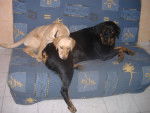 labrador chynook 4mois et rott rafale 7ans - Labrador Retriever