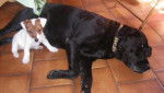 labradore et jack russel - Labrador Retriever