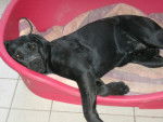 labrador chester - Labrador Retriever