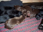les ptit nouveaux.... labrador - Labrador Retriever