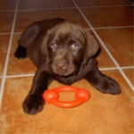 LABRADOR CHOCOLAT. CAPORAL - Labrador Retriever