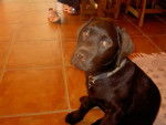 Labrador chocolat. CAPORAL - Labrador Retriever