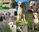 Urgo - Labrador Retriever M&acirc;le (5 ans)