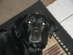 labrador REGLISSE - Labrador Retriever