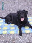 Labrador UNICK Black de Silver Swann - Labrador Retriever