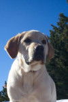 labrador - Labrador Retriever