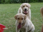labrador malice et kayzo - Labrador Retriever