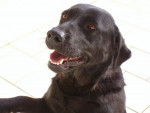 labrador ursula - Labrador Retriever