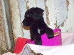 lili - Labrador Retriever (2 mois)
