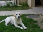 labrador dina - Labrador Retriever