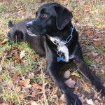 Luna, labrador X - Labrador Retriever