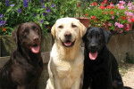 3Labrador-couleur noir,choco,fauve - Labrador Retriever