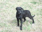TAO labrador x braque, 4 mois - Labrador Retriever (4 mois)