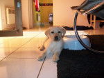 EINSTEIN...labrador de 9 semaines - Labrador Retriever