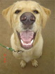 golden labrador - Labrador Retriever