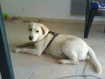 labrador dina - Labrador Retriever
