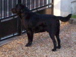 Petrus (Labrador) - Labrador Retriever