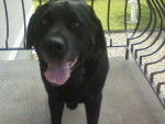 Petrus (Labrador) - Labrador Retriever