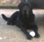 Petrus, Labrador noir - Labrador Retriever