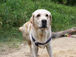 Timon, labrador - Labrador Retriever