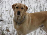 LABRADOR ARGON dit ALF - Labrador Retriever