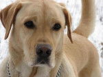 LABRADOR ARGON dit ALF - Labrador Retriever