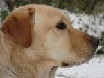 LABRADOR ARGON dit ALF - Labrador Retriever