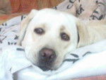 Daisy Labrador - Labrador Retriever