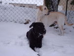 Labrador, Chad et Vanille - Labrador Retriever