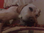 labrador dragonne - Labrador Retriever