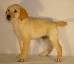 Barry - Labrador Retriever Mâle (3 mois)