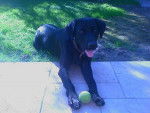Boomer, Labrador - Labrador Retriever