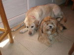 labrador et shytzu urma et elsy - Labrador Retriever