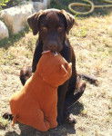 Nino, LABRADOR CHOCOLAT - Labrador Retriever