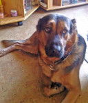 berger allemnd croiser labrador - Labrador Retriever