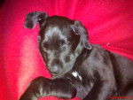 Nelson croisé labrador bébé - Labrador Retriever