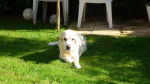 GAVROCHE MON BEAU LABRADOR BLANC - Labrador Retriever
