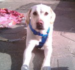 labrador dragonne - Labrador Retriever