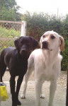 labrador dragonne et baghera - Labrador Retriever