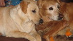 labrador & Golden - Labrador Retriever