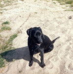 Labrador Brenda - Labrador Retriever