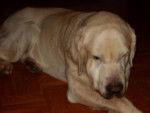 labrador rox - Labrador Retriever