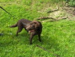 CHOCO - Labrador Retriever M&acirc;le (9 ans)