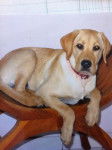 labrador Gretha - Labrador Retriever