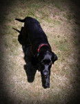 Jazmin Notre petite Labradoresse:=) - Labrador Retriever